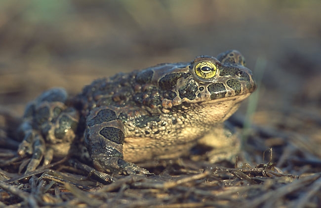 <img  data-cke-saved-src="200003039-898b88a84e/Bufo_viridis_(Marek_Szczepanek).jpg" src="200003039-898b88a84e/Bufo_viridis_(Marek_Szczepanek).jpg" alt="Capo Gallo Palermo">