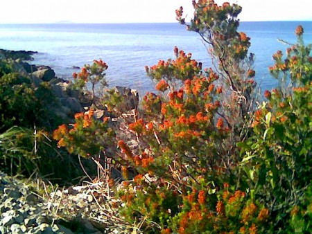 Monte Gallo